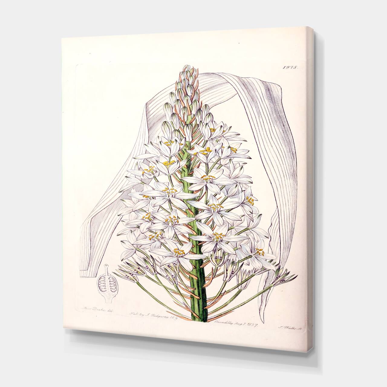 Designart - Vintage White Orchid I - Traditional Canvas Wall Art Print